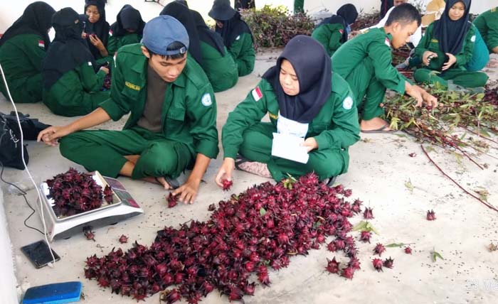 Panen Perdana Rosella, Mahasiswa Polbangtan Yoma Tuai Hasil Praktikum TeFa